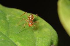 Myrmaplata plataleoides