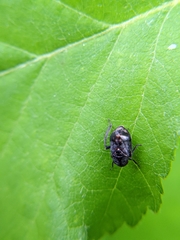 Penthimia americana