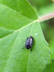 Penthimia americana