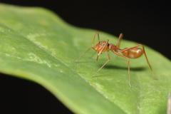 Myrmaplata plataleoides