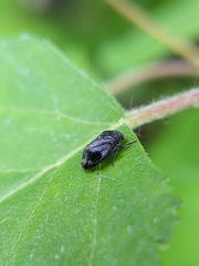 Penthimia americana