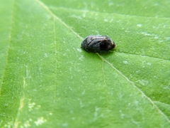 Penthimia americana