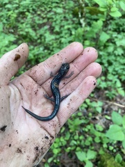 Plethodon montanus