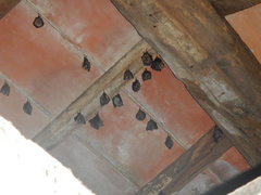 Rhinolophus hipposideros