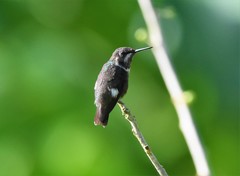 Calliphlox amethystina