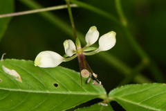 Cleome serrata