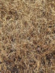 Deschampsia danthonioides