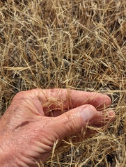 Deschampsia danthonioides