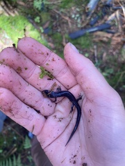 Plethodon montanus
