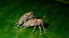 Trypanidius notatus