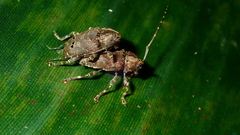 Trypanidius notatus