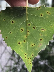 Diplocarpon