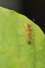 Myrmaplata plataleoides