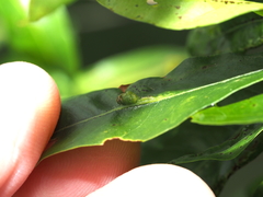 Callirhytis confusa