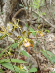 Encyclia parviflora