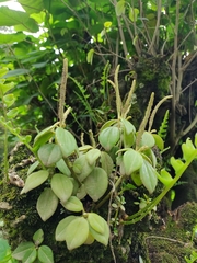 Peperomia