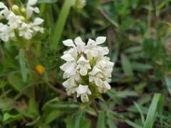 Prunella laciniata
