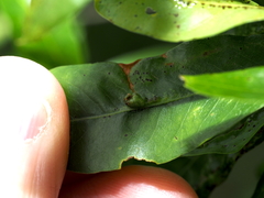Callirhytis confusa