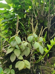 Peperomia