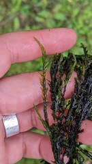 Fontinalis dalecarlica