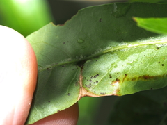Callirhytis confusa