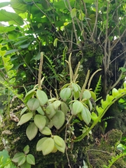 Peperomia