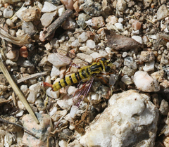 Pseudonomoneura hirta