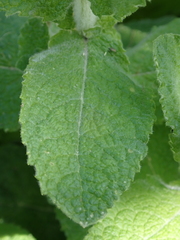 Mentha suaveolens
