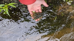 Fontinalis dalecarlica