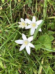 Ornithogalum umbellatum