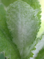Mentha suaveolens