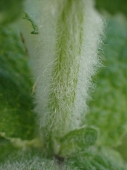 Mentha suaveolens