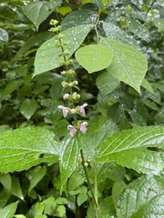 Stachys nuttallii