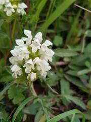 Prunella laciniata