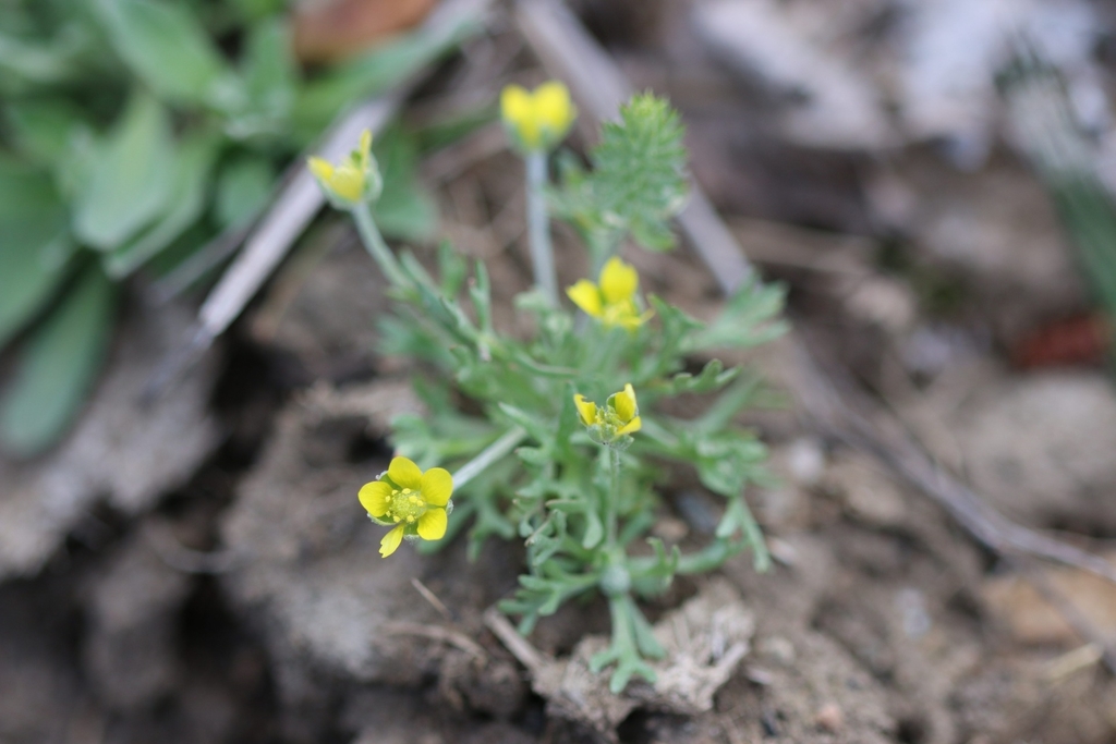 Curveseed Butterwort from Heffley Creek, BC V0E 1Z0, Canada on May 6