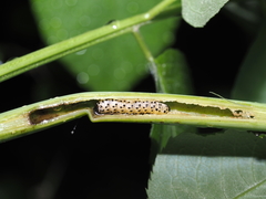 Achatodes zeae