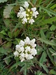 Prunella laciniata