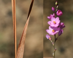 Ixia stricta
