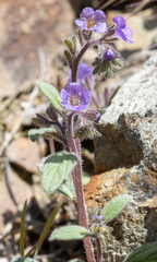 Phacelia humilis