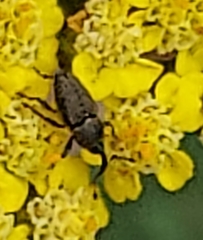 Odontocorynus salebrosus