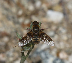 Thyridanthrax nugator