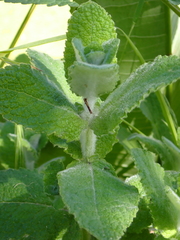 Mentha suaveolens