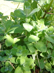 Mentha suaveolens
