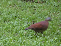 Zentrygon chiriquensis