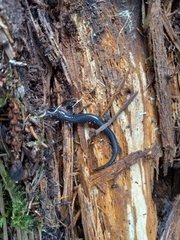 Plethodon montanus