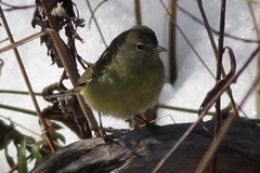 Leiothlypis celata celata
