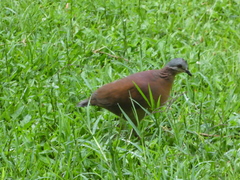 Zentrygon chiriquensis