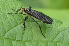 Rhamphomyia longicauda