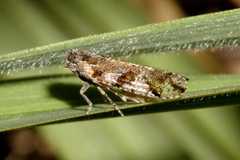 Cixiosoma bonaerense