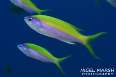 Mirolabrichthys evansi